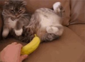 当猫咪遇到了黄瓜和香蕉，绝对污！