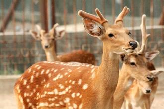 1对鹿角，制成3种名贵中药，都能温肾助阳，为啥有很多人不能吃