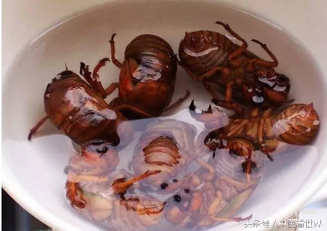 夏天有什么好的中成药,夏天有什么好用的药