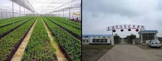 南宁周边农家乐哪里便宜又有果摘,南宁可以摘果的农家乐