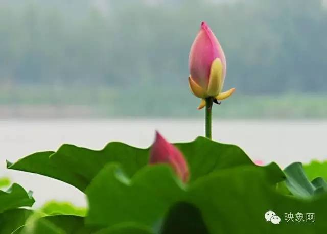 河南赏荷花旅游好去处,河南最美荷花是哪里的景点