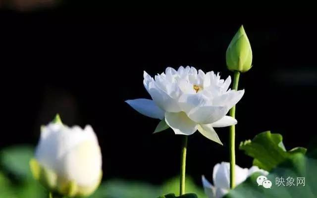 河南赏荷花旅游好去处,河南最美荷花是哪里的景点