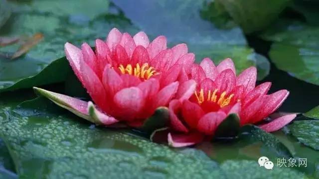 河南赏荷花旅游好去处,河南最美荷花是哪里的景点