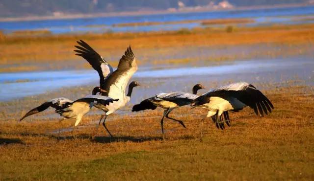 贵州出发云南自驾旅游攻略,自驾重庆到贵州旅游攻略