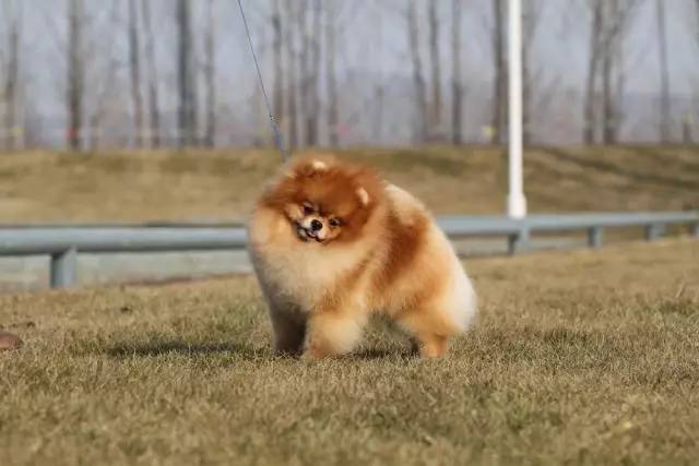 showtime精彩集锦,showtime剧情介绍