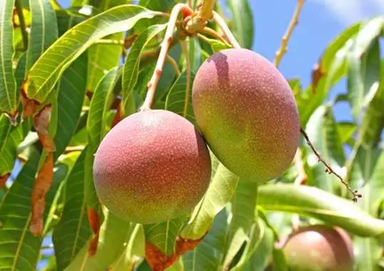 南宁周边农家乐哪里便宜又有果摘,南宁可以摘果的农家乐