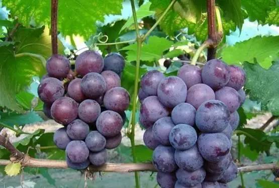 南宁周边农家乐哪里便宜又有果摘,南宁可以摘果的农家乐