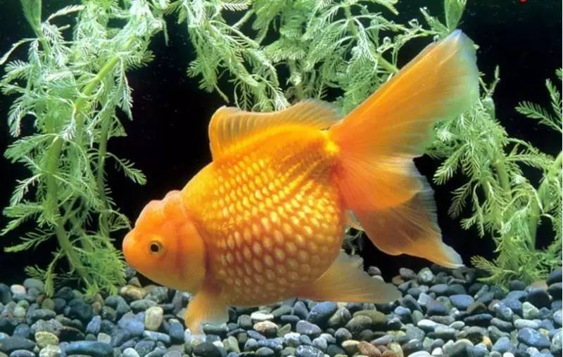 水族草缸养鱼注意事项,水族金鱼草的养殖方法