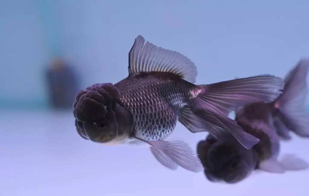 水族草缸养鱼注意事项,水族金鱼草的养殖方法