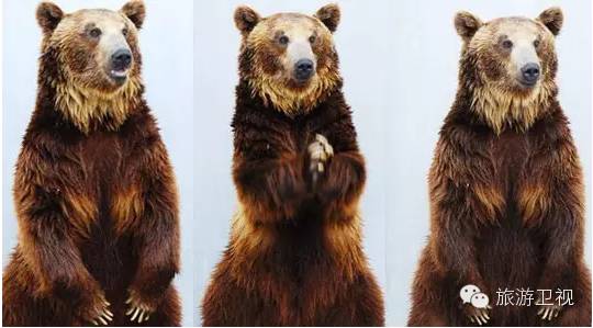 胡歌霍建华最美的场景视频,胡歌霍建华冬天游玩