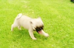 没想到你是这样的二狗子翻译,没想到你是这样的狗gif