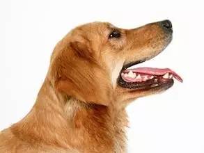 狗狗狂犬病疫情实时最新通报,狂犬病来袭请大家远离恶犬