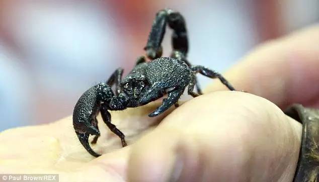 国内怎么玩pokemongo2020,大陆怎么才可以玩pokemongo