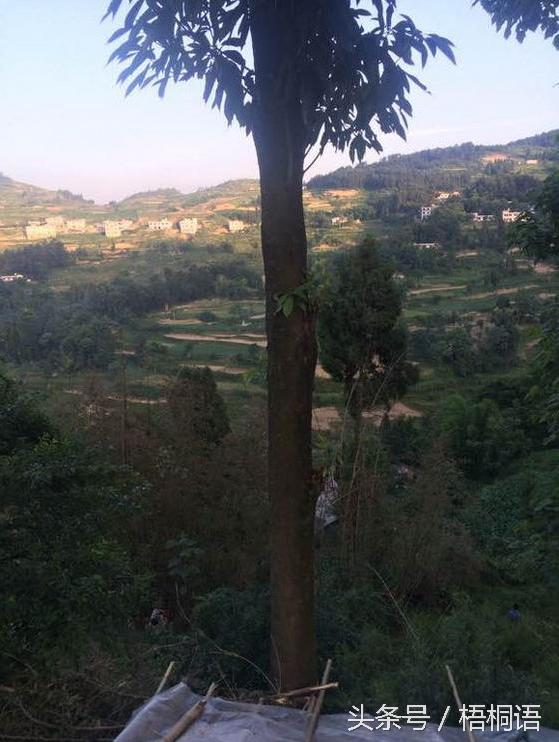 800骞撮噾涓濇鏍戣鍦熻豹涔拌蛋鏄湡鐨勫悧,绉嶆閲戜笣妤犳湪楠楀眬鎻