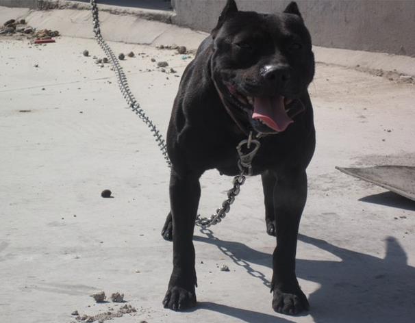 比比特犬还要厉害的猛犬有哪些,猛犬跟巨型比特犬比一下看谁很重