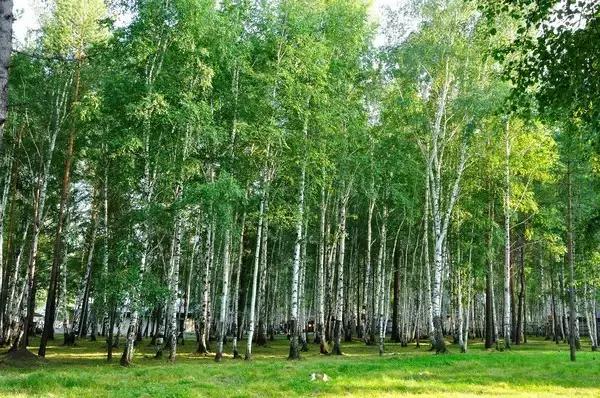 比东南亚划算还免签，只要1W，就能到俄国最美的贝加尔湖！