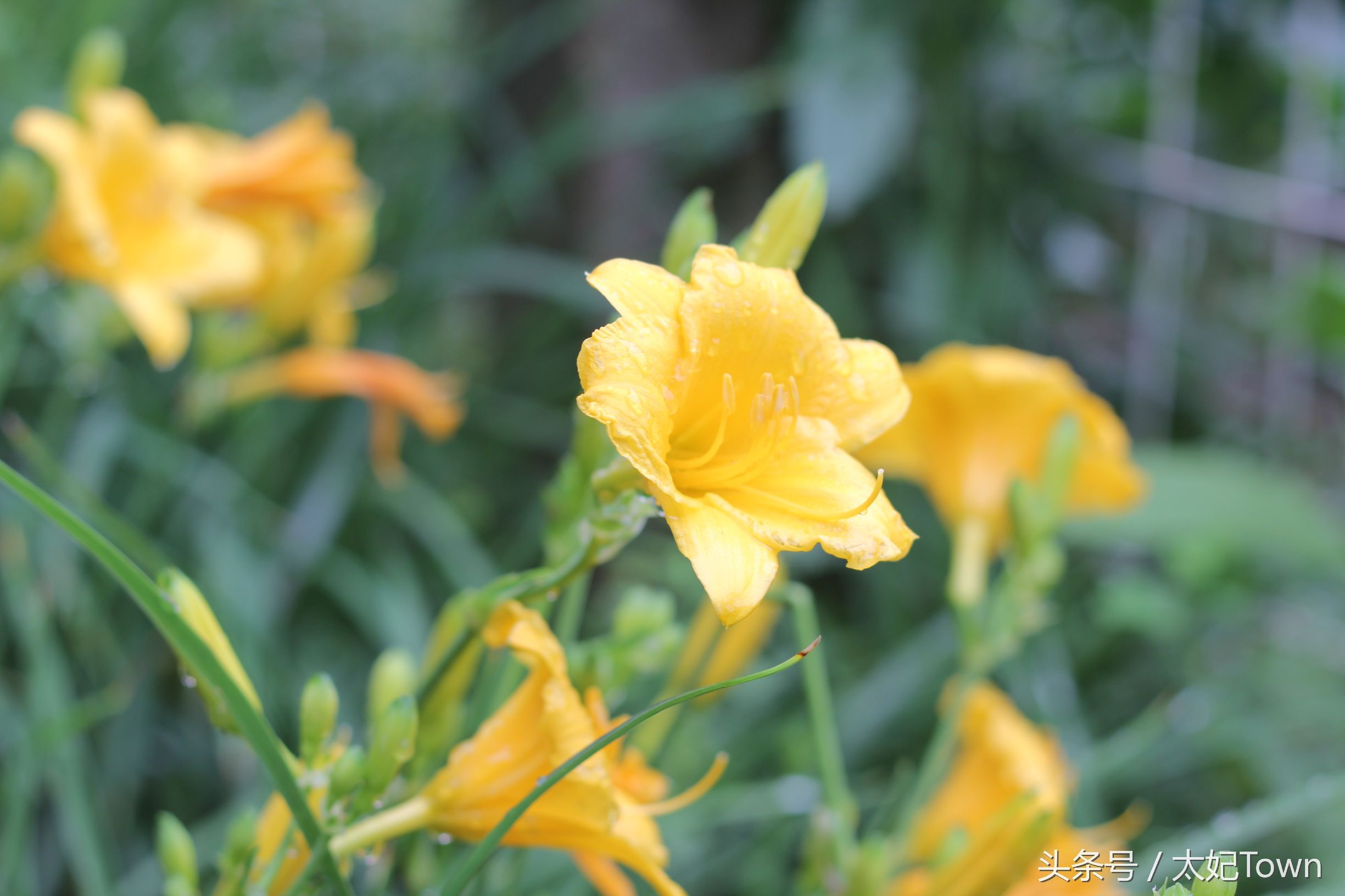 本命年的轮回，生日快乐---穿牛仔的小航航。