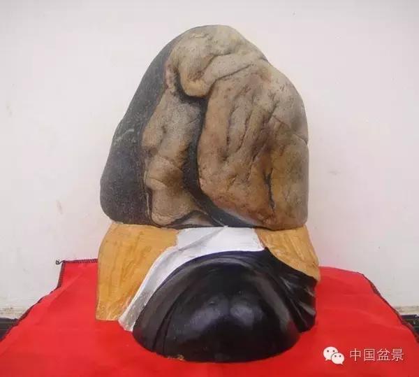 养盆景有灵性吗,养松树盆景的乐趣