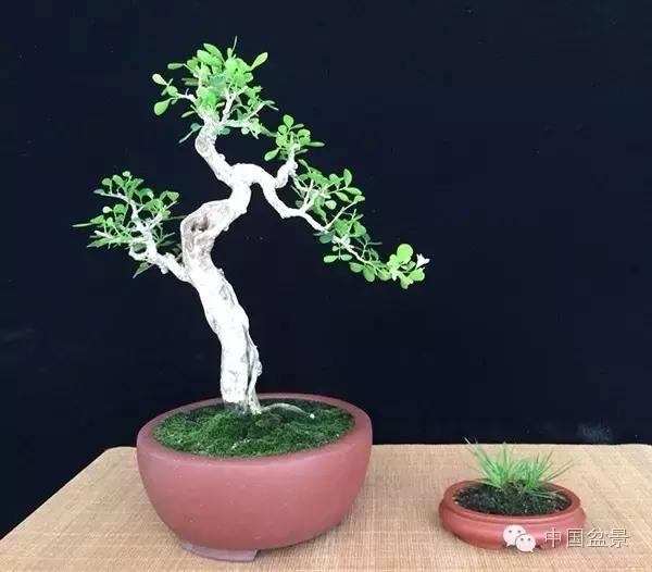 养盆景有灵性吗,养松树盆景的乐趣