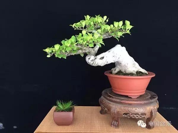 养盆景有灵性吗,养松树盆景的乐趣