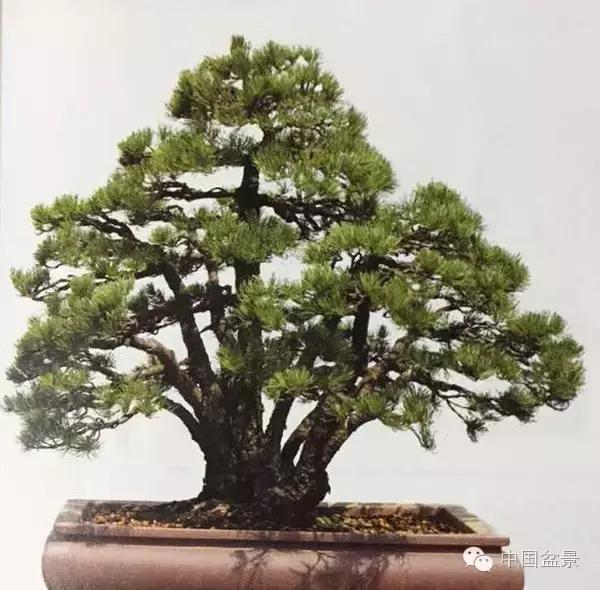 养盆景有灵性吗,养松树盆景的乐趣