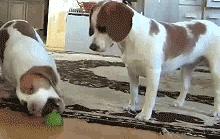 狗狗吃了洋葱精神很好,狗狗第1次吃了冰块的反应