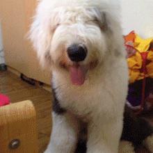 狗狗吃了洋葱精神很好,狗狗第1次吃了冰块的反应