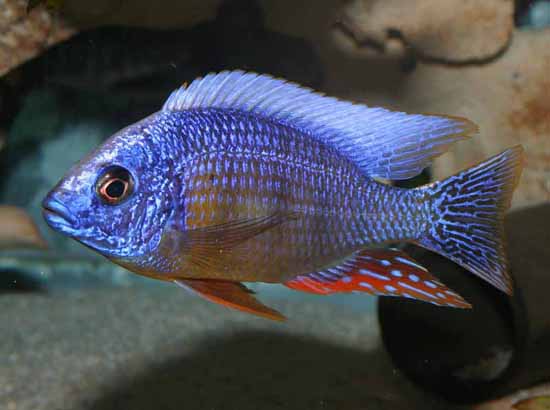 三湖慈鲷台湾海峡视频,三湖慈鲷台湾海峡公母怎么分