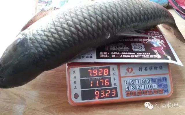 一入钓鱼深似海,一入黑坑