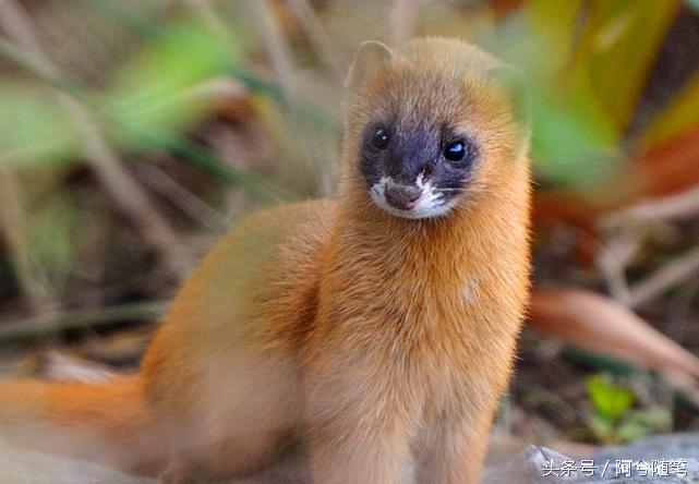 农村奇事：黄鼠狼咬死亲生幼崽竟为了~|阿兮随笔