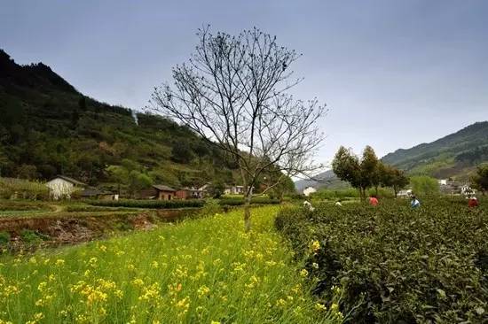 陕西100个示范村名单 (陕西省级示范村名单)