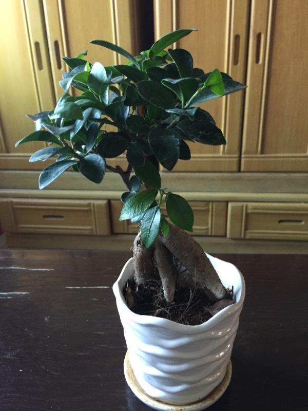 养花种树的知识,榕树怎么养根更好看