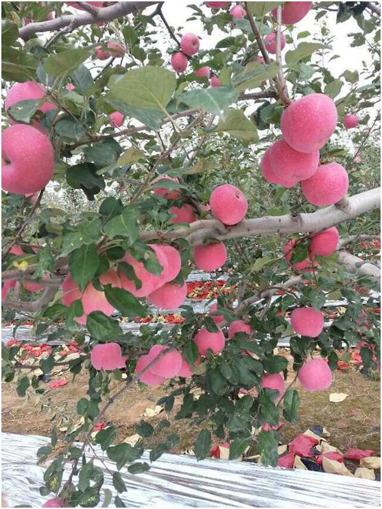 对话果商∣南果大量上市的季节，勇记苹果如何逆流而上？