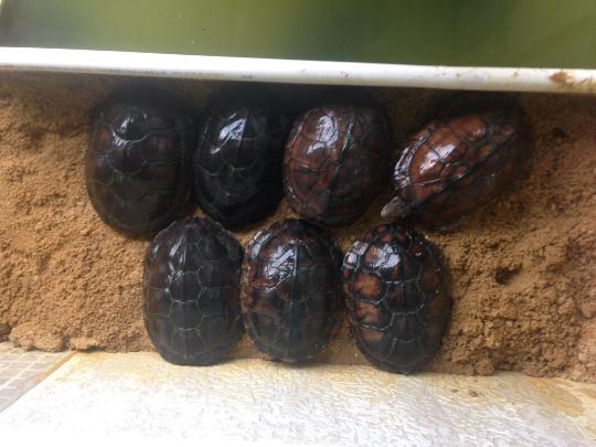 观察乌龟的方法,龟鳖类疾病的主要特点及防控措施