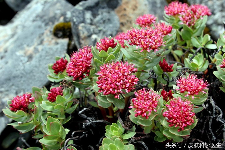 可以延年益寿的草药是什么,可以补肾的草