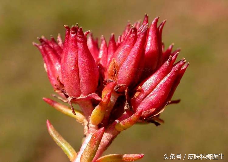 可以延年益寿的草药是什么,可以补肾的草