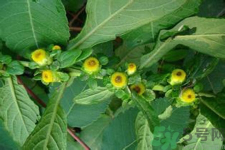 老九门中的鹿活草,老九门二爷拿到鹿活草了吗