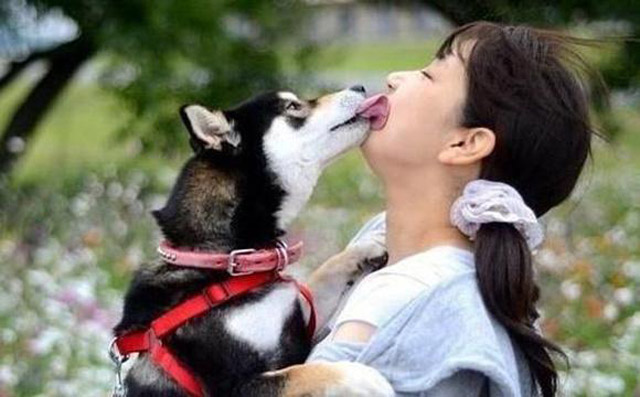 狗狗亲主人的脸是代表什么意思,为什么狗狗总喜欢亲我的嘴巴