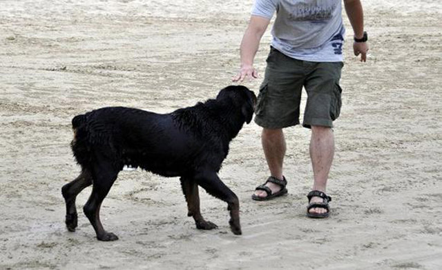 狗狗亲主人的脸是代表什么意思,为什么狗狗总喜欢亲我的嘴巴