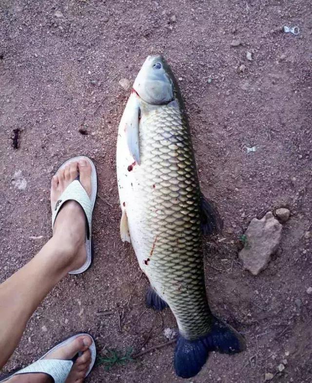 《渔获战报》大青鱼爆连引发的连环事件