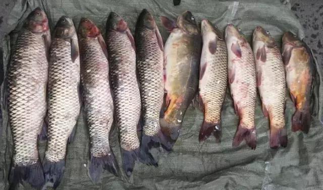 《渔获战报》大青鱼爆连引发的连环事件