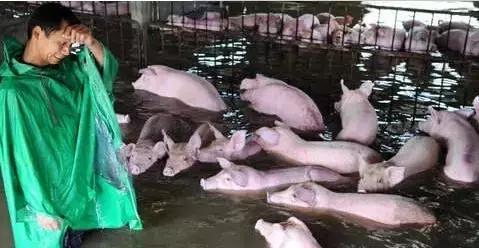 猪感冒怎么给猪降温,猪中暑了泼冷水行吗