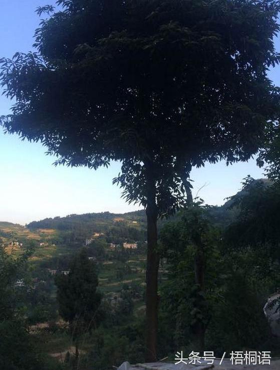 800骞撮噾涓濇鏍戣鍦熻豹涔拌蛋鏄湡鐨勫悧,绉嶆閲戜笣妤犳湪楠楀眬鎻