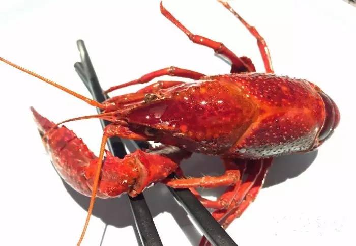 推荐一下成都好吃的宵夜,吃遍成都100家夜宵