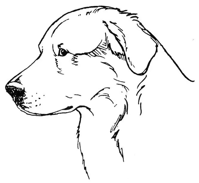 金毛的蓝皮书,金毛蓝皮书电子版