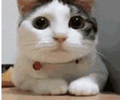 好多人推荐的茶包叫什么,茶包牌子排名