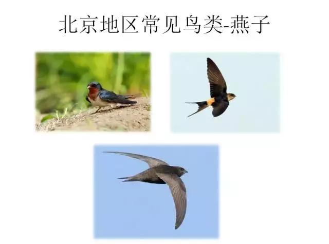 如果小鸟受伤了该怎么救助,发现受伤的小鸟应该怎么办