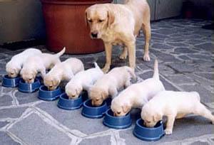 狗狗生理期时的注意事项,狗狗生理期注意哪些事项