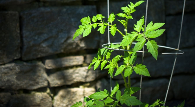 长得像树一样的菜有哪些,农村田边长得像樱桃一样的植物