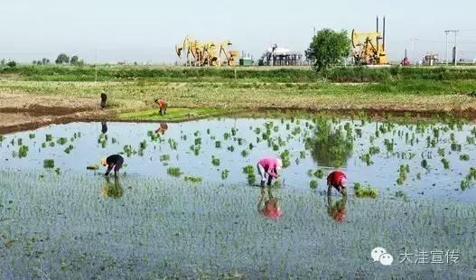 五载流金岁月 铸就风华大洼